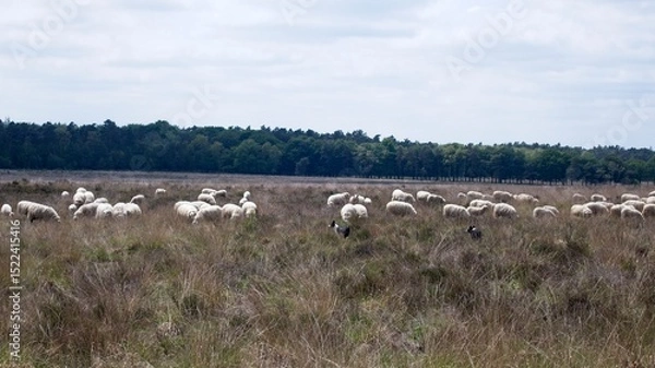 Fototapeta Herd of sheep at the heather fields around the town of Ede on the Veluwe in the Netherlands on the Edese Heide and Ginkelse Heide