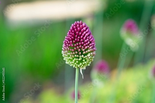 Fototapeta Close up of Allium sphaerocephalon a plant species in the Amaryllis family also known as drumstick allium