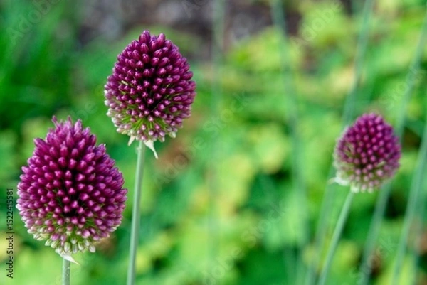 Fototapeta Close up of Allium sphaerocephalon a plant species in the Amaryllis family also known as drumstick allium