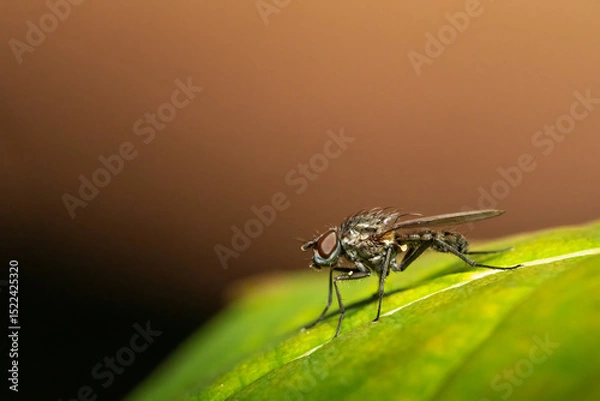 Fototapeta Fly Sitting on a Green Leaf Surface