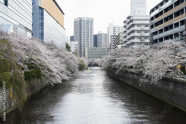 Fototapeta a serene urban river in Japan, lined on both sides by magnificent cherry trees in full, delicate bloom. Modern city buildings rise in the background, creating a captivating contrast between natural be