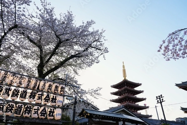 Fototapeta Five-Storied Pagoda at Senso-ji Temple in Asakusa, Tokyo, beautifully framed by delicate cherry blossoms in full bloom. White paper lanterns with Japanese script are visible in the foreground.