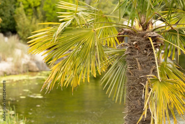 Fototapeta close uo of the leaves of a green tropical palm tree