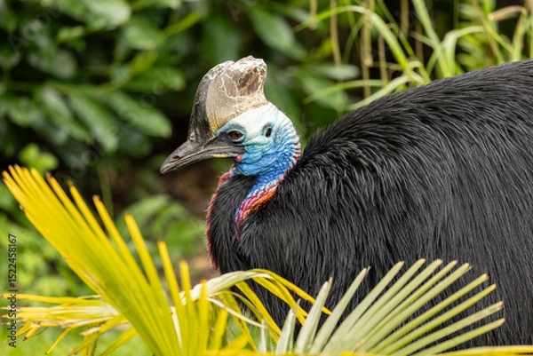 Fototapeta close up of a Southern cassowary or double-wattled cassowary, Casuarius casuarius, resting in the undergrowth