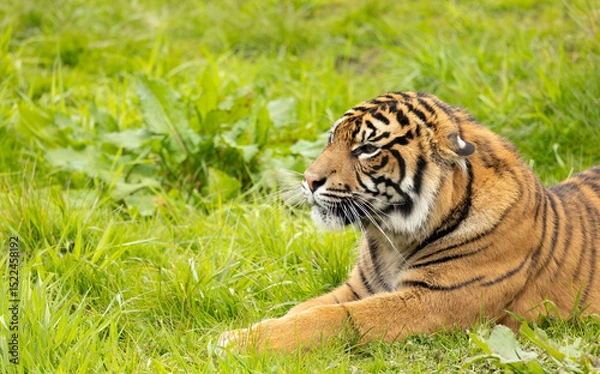 Fototapeta close up of a captive Sumatran tiger, Panthera tigris sondaica resting on green grass