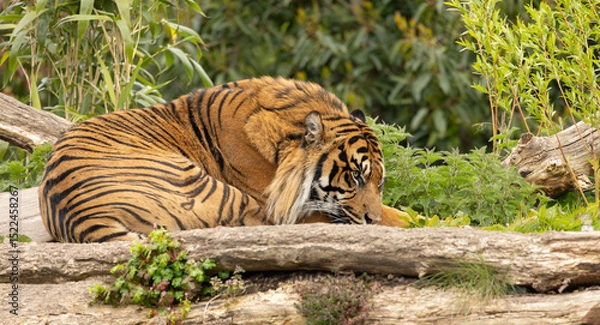 Fototapeta close up of a captive Sumatran tiger, Panthera tigris sondaica resting on green grass