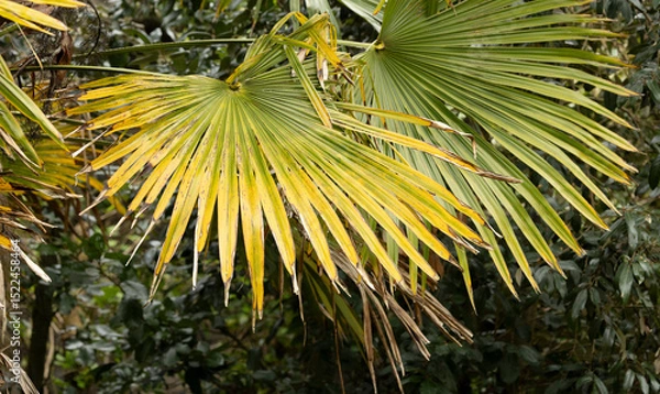 Fototapeta close uo of the leaves of a green tropical palm tree