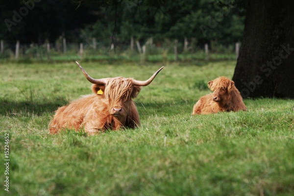 Obraz Cattle from Scotland