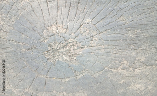 Fototapeta wooden texture background surface of a cut tree stump	