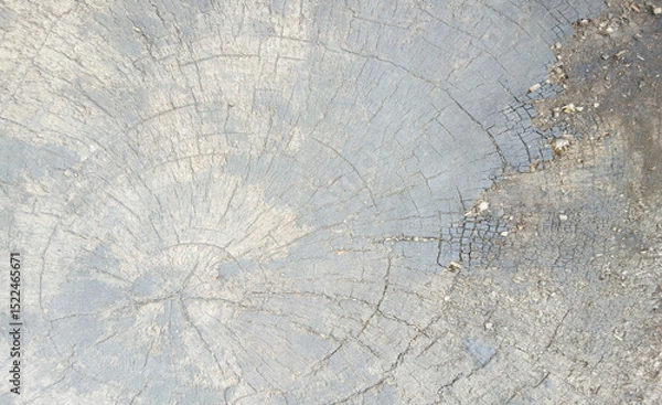 Fototapeta wooden texture background surface of a cut tree stump	