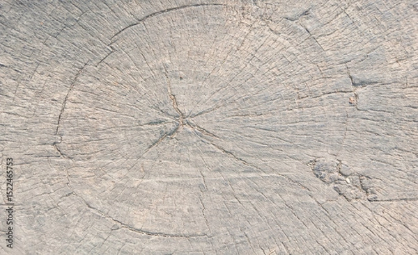 Fototapeta wooden texture background surface of a cut tree stump	