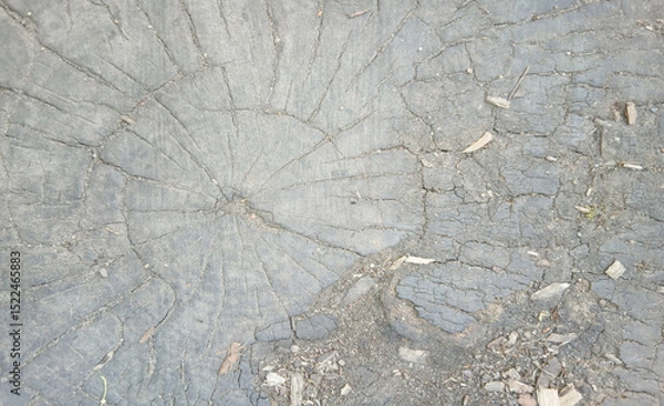Fototapeta wooden texture background surface of a cut tree stump	