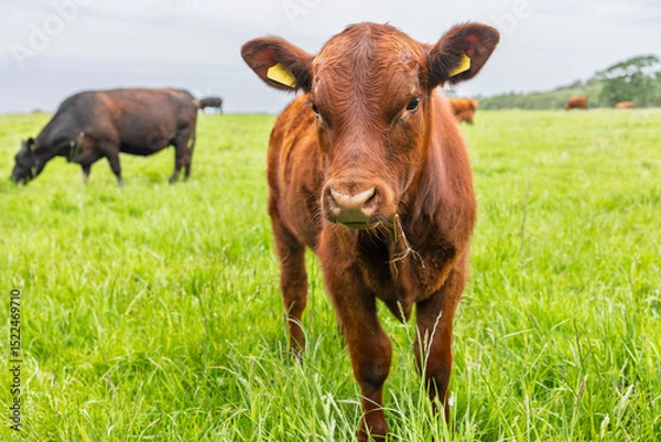 Obraz Livestock Farming in UK: A curious Brown Calf in a Green Pasture
