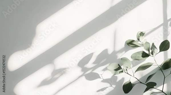 Obraz Sunlight & Eucalyptus Leaves