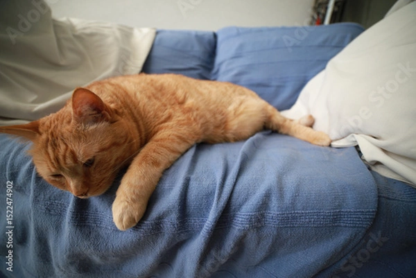 Fototapeta red european cat couch