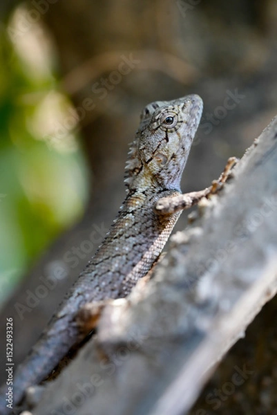 Obraz calotes versicolor lizard, calotes versicolor in nature, calotes versicolor reptile on branch