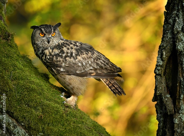 Fototapeta Eurasian eagle owl ( Bubo bubo ) close up