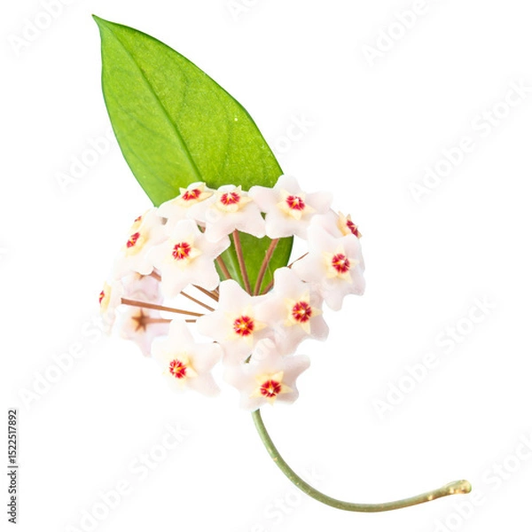 Fototapeta White flowers Hoya Carnosa with green leaf, bunch of flowers in PNG isolated on transparent background