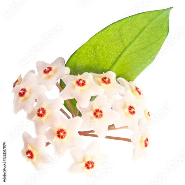 Fototapeta White flowers Hoya Carnosa with green leaf, bunch of flowers in PNG isolated on transparent background