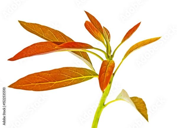 Fototapeta Close up of branch of avocado