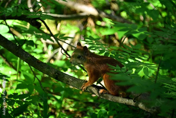 Fototapeta A wild squirrel searches for food in the forest thicket.