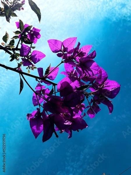 Fototapeta Photographing Flowers from Below Against the Sky