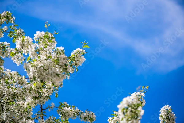 Fototapeta White flowers of an apple tree blooming in spring, creating a natural frame against a clear blue sky with delicate clouds, capturing the essence of renewal and the beauty of nature