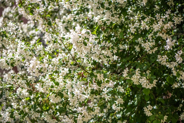 Fototapeta Sunlight illuminates delicate white flowers blooming on the branches of a tree, creating a vibrant display of springtime beauty and renewal