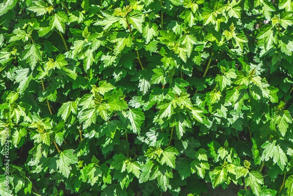 Fototapeta Bright green leaves densely packed together, forming a textured natural backdrop illuminated by sunlight, creating a vibrant and refreshing scene