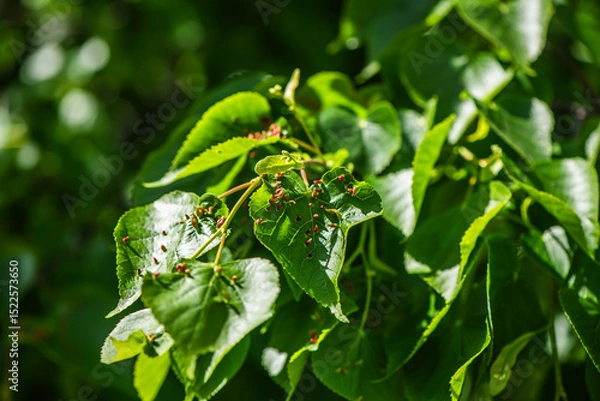 Fototapeta Close-up of bright green leaves of a tilia cordata tree, commonly known as small-leaved lime, heavily infested with gall mites, resulting in numerous reddish bumps covering the leaf surface