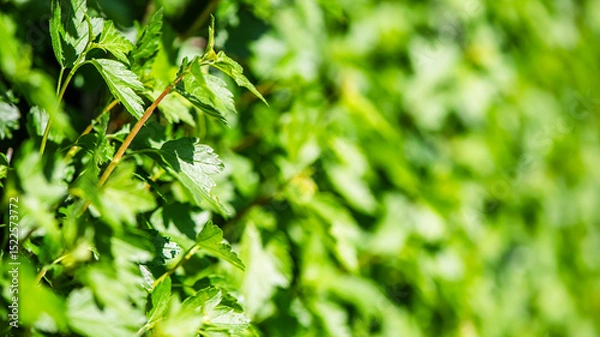 Fototapeta Close-up view of vibrant green leaves forming a dense, natural backdrop, illuminated by sunlight, creating a refreshing and lively atmosphere