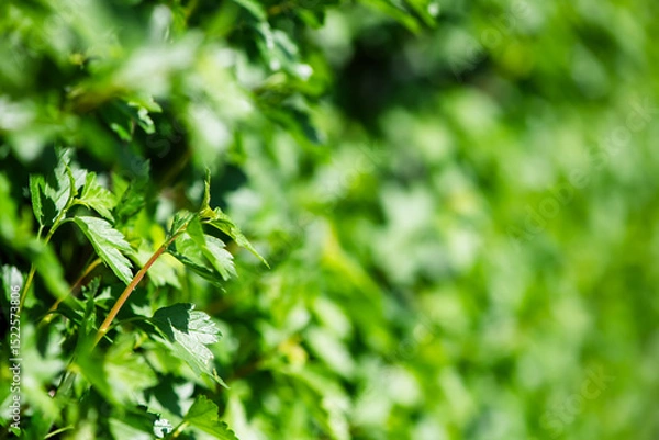 Fototapeta Close-up view of vibrant green leaves forming a dense, natural backdrop, illuminated by sunlight, creating a refreshing and lively atmosphere