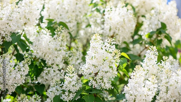 Fototapeta Blooming white lilac flowers fill a garden with vibrant beauty on a sunny spring day, creating a breathtaking display of nature's artistry and fragrance