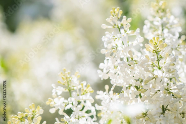 Fototapeta Blooming white lilac flowers fill a garden with vibrant beauty on a sunny spring day, creating a breathtaking display of nature's artistry and fragrance