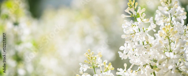 Fototapeta Blooming white lilac flowers fill a garden with vibrant beauty on a sunny spring day, creating a breathtaking display of nature's artistry and fragrance