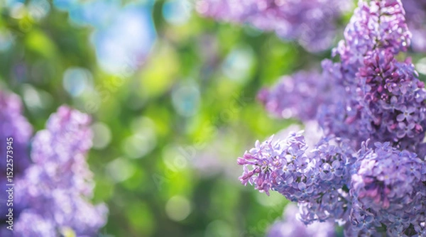 Fototapeta Beautiful lilac flowers are blooming in spring garden, creating a stunning purple background with bokeh effect and soft focus, perfect for nature and floral themes