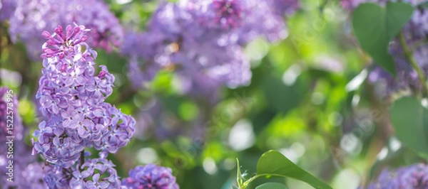 Fototapeta Beautiful lilac flowers are blooming in spring garden, creating a stunning purple background with bokeh effect and soft focus, perfect for nature and floral themes