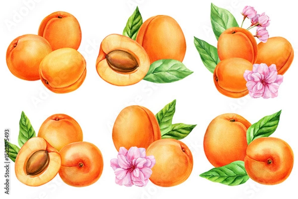 Obraz Watercolor apricot fruit set with leaves flowers, hand painted fresh apricots collection isolated on white, summer botanical food