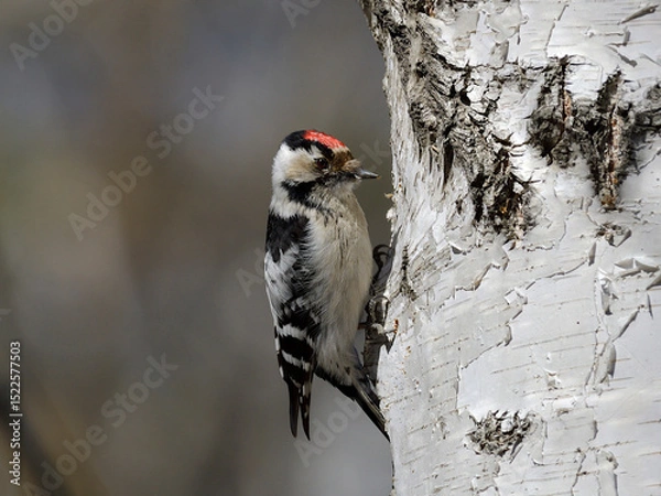 Obraz woodpecker on a birch tree