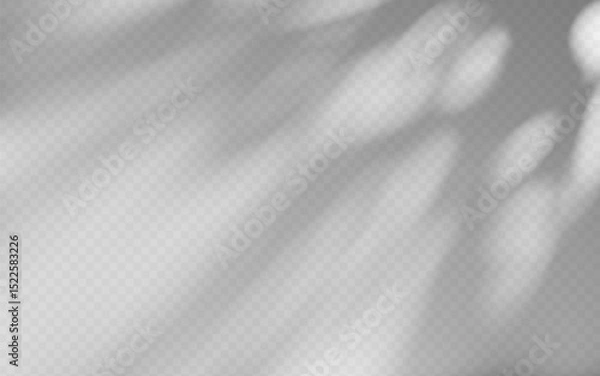 Fototapeta Abstract shadow overlay from tree branch on a transparent background.