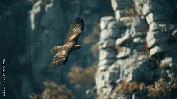 Fototapeta soaring golden eagle with spread wings, blurry mountain cliff background