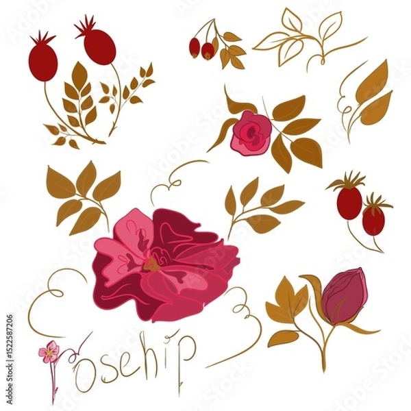 Fototapeta set with flowers and leaves and rosehip, pattern, decor, art, symbol, part of the logo, logo, flower, set