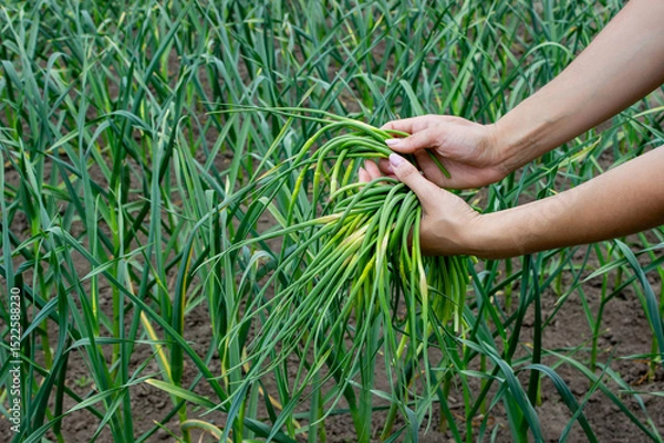 Fototapeta A woman collects garlic arrows and holds them in her hands. Selective focus