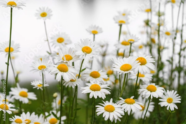 Fototapeta Cose up of blooming white daisies, chamomile with yellow centers growing in a lush meadow background. Oxeye daisy, Leucanthemum vulgare, Common daisy, Dog daisy. Gardening, plant breeding