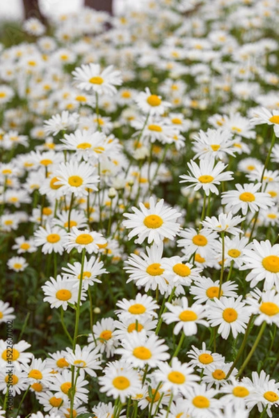 Fototapeta Cose up of blooming white daisies, chamomile with yellow centers growing in a lush meadow background. Oxeye daisy, Leucanthemum vulgare, Common daisy, Dog daisy. Gardening, plant breeding