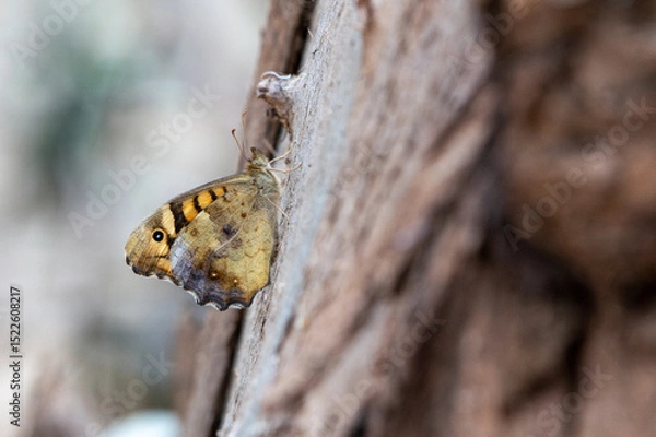 Obraz Close- up shot of Speckled Wood Pararge aegeria 