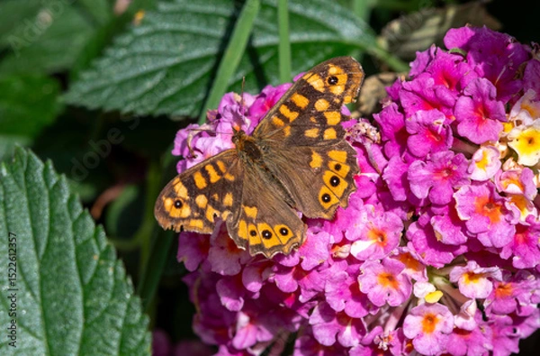 Obraz Close- up shot of Speckled Wood Pararge aegeria 