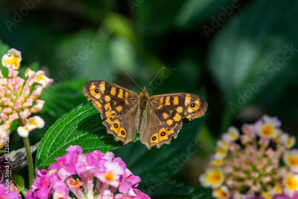 Obraz Close- up shot of Speckled Wood Pararge aegeria 