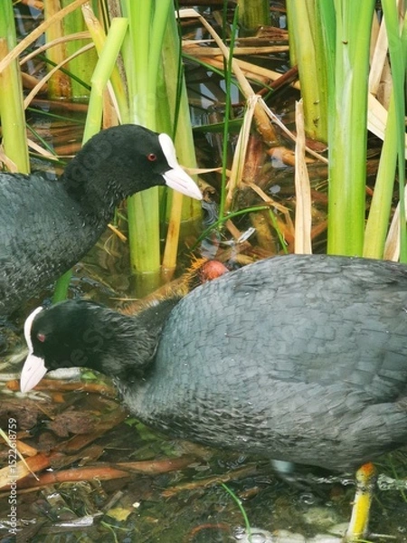 Obraz Pair of Eurasian Coots on Lake – Wild Waterbirds in Mating Season. Close-Up Wildlife Bird Photography
