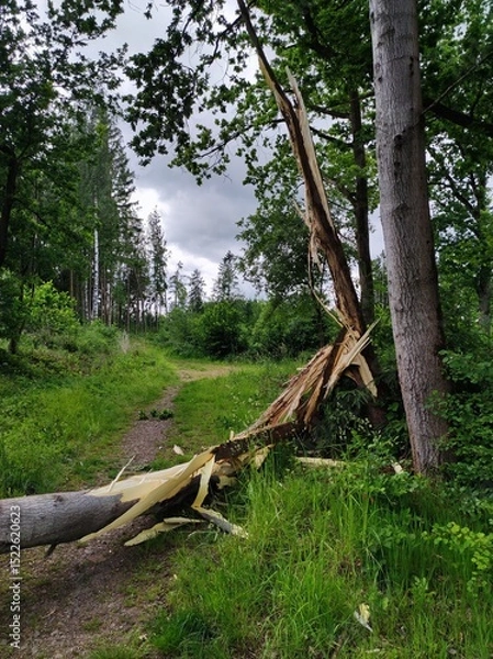 Obraz tree in the forest
